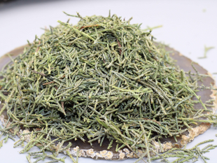 Arizona-Zypresse-Cupressus-arizonica