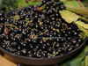 Lorbeer-Beeren-Laurus-nobilis