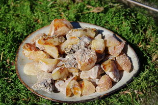Schwarzkiefernharz (Wildsammlung, naturrein) - Pinus nigra