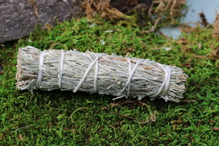 Shasta Sage Smudge - Blauer Salbei Stick - Artemisia californica 