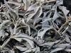 Weisser Salbei lose