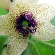 Bilsenkraut - Hyoscamus niger