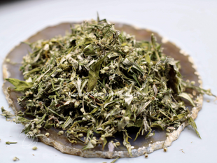 Beifuß-Artemisia vulgaris- gewöhnlicher Beifuß
