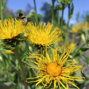 Alant - Inula helenium