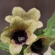 Bilsenkraut - Hyoscyamus niger