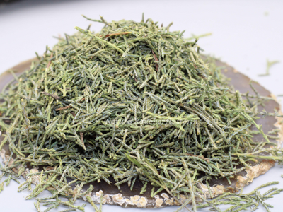 Arizona-Zypresse-Cupressus-arizonica