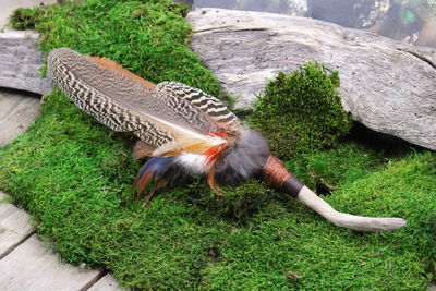 Räucherfeder Pfau