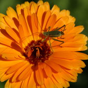 Ringelblume - Calendula offcinalis