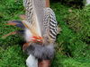 Räucherfeder Pfau