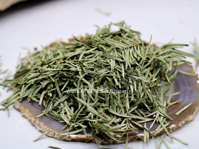 Douglasie (Pseudotsuga menziesii Franco) 