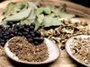 Lorbeer-Laurus-nobilis