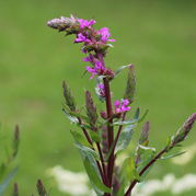 Lythrum salicaria