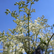 Filipendula ulmaria