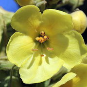 Künigskerze Verbascum densiflorum