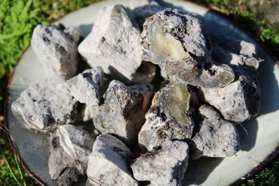 Copal negro Saumerio (Peru) - Dacryodes peruviana
