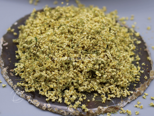 Schwarzer-Holunder-Sambucus-nigra