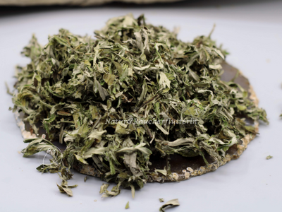 Beifuß-Ligurischer-Artemisia spez.