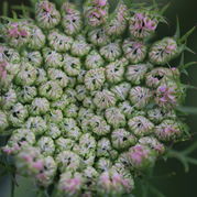 Daucus carota