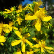 Hypericum perforatum