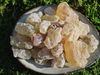 Copal Manila - Agathes alba 
