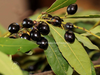Lorbeer-Laurus-nobilis