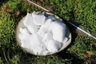 Kampfer naturrein - Cinnamomum campfora