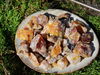 Seekiefer / Bordeaux Kiefer (Wildsammlung, naturrein) - Pinus pinaster